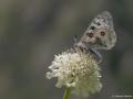 Parnassius apollo (Apollo)